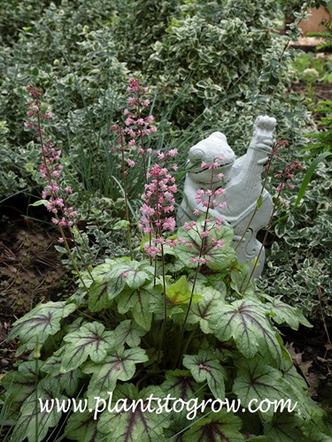 Pink Fizz Heucherella (Heucherella)